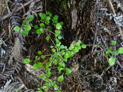 Coprosma spathulata spathulata