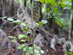 Coprosma spathulata spathulata