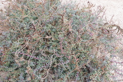 Suaeda vermiculata