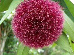 Syzygium wilsonii