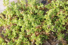 Suaeda vermiculata