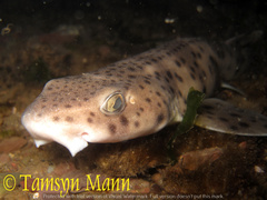 Scyliorhinus stellaris