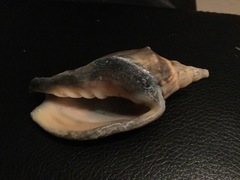 Alcithoe arabica