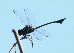 Ictinogomphus decoratus
