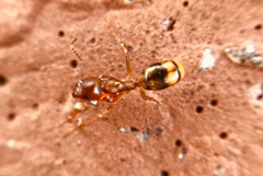 Dolichoderus lutosus