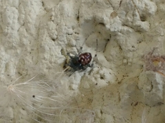 Steatoda triangulosa