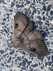 Dasypodia selenophora