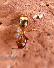 Dolichoderus lutosus