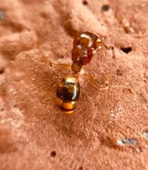 Dolichoderus lutosus