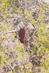 Cynomorium coccineum