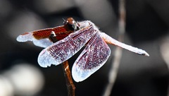 Neurothemis fluctuans