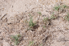 Aeluropus lagopoides