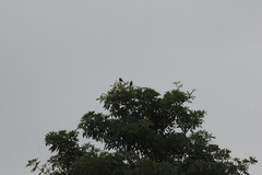 Acridotheres javanicus