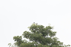 Acridotheres javanicus