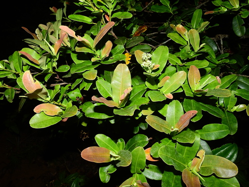Humiriaceae