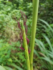 Tripsacum dactyloides image