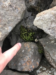 Bryophyta