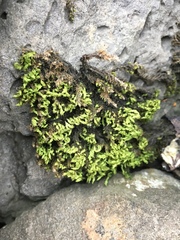 Bryophyta