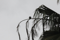 Streptopelia tranquebarica