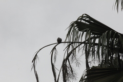 Streptopelia tranquebarica