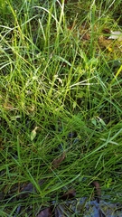 Eleocharis geniculata