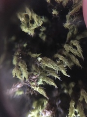 Bryophyta