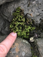 Bryophyta