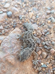Pachydactylus maculatus