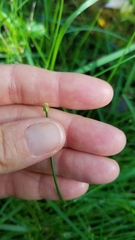Eleocharis geniculata