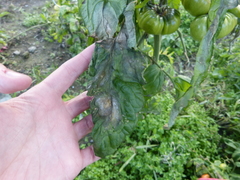 Phytophthora infestans