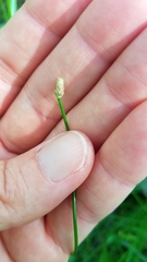Eleocharis geniculata