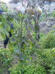 Phytophthora infestans