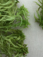 Sphagnum squarrosum
