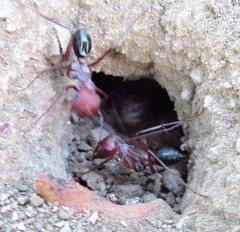Cataglyphis nodus