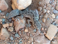 Pachydactylus maculatus