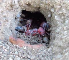 Cataglyphis nodus