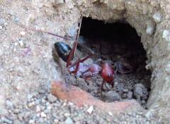 Cataglyphis nodus