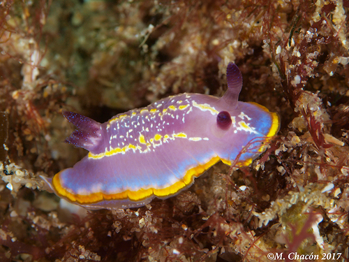 Representative image of Felimida krohni