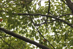 Phylloscopus borealis