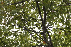 Phylloscopus borealis