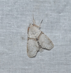 Calliteara diplozona