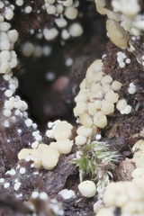 Trichoderma sinuosum