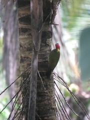 Picus chlorolophus