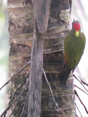 Picus chlorolophus