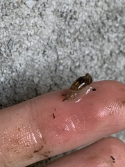 Succinea arundinetorum