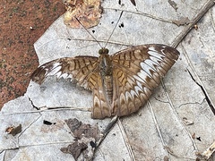 Tanaecia pelea