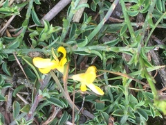 Genista pilosa
