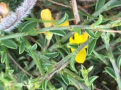Genista pilosa