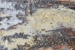 Peniophorella pubera