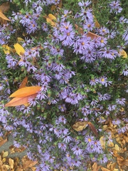 Symphyotrichum